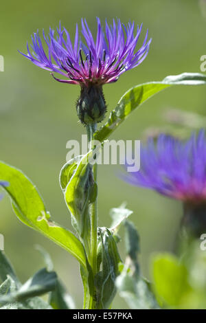Fiordaliso di montagna, la centaurea montana Foto Stock