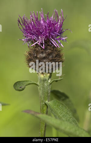 Fiordaliso minore, centaurea nigra ssp. nemoralis Foto Stock