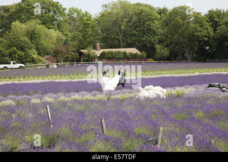 Coppie in viaggio di nozze da ottenere le foto scattate in campi di lavanda a Long Island, NY Stato. Foto Stock