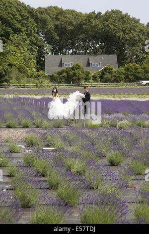 Coppie in viaggio di nozze da ottenere le foto scattate in campi di lavanda a Long Island, NY Stato. Foto Stock