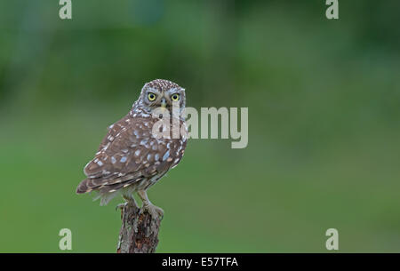 Poco femmina Owl-Athene noctua, estate,Uk. Foto Stock