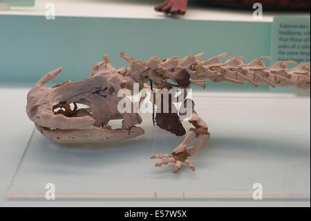 Lo scheletro del gigante giapponese salamander, Andrias japonicus, Giappone Foto Stock