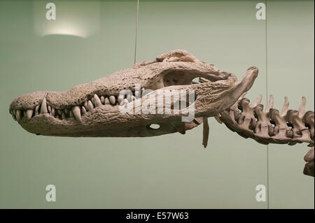 Cranio di coccodrillo del Nilo, Crocodilus niloticus, Crocodilidae, Africa, rettili rettili Roberto Nistri orizzontale Foto Stock