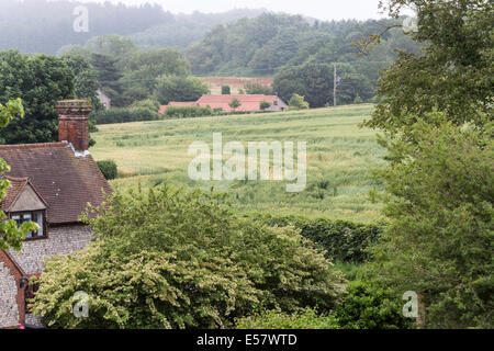 Un campo di colture appiattita e danneggiato da heavy rain, le tempeste e le intemperie, Norfolk, Regno Unito Foto Stock