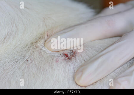 Primo piano della ferita sulla cute del cane dopo rimuovere il segno di spunta per adulti dalla pelliccia Foto Stock