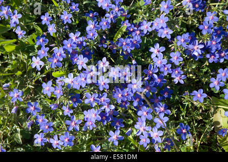 Scarlet pimpernel (Anagallis arvense), Algarve, PORTOGALLO Foto Stock