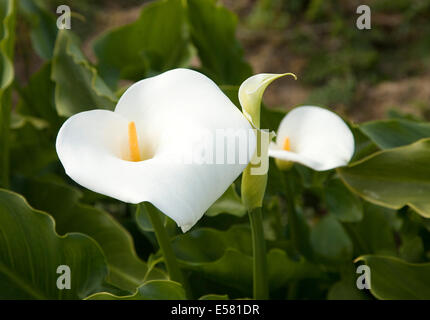 Calla Lily (Zantedeschia aethiopica), Algarve, PORTOGALLO Foto Stock