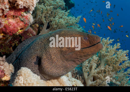 Murena Gigante (Gymnothorax javanicus) in caveof Coral Reef, Mar Rosso, Egitto Foto Stock