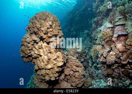 Coral reef con discesa ripida e sporgenti coral torre di una cupola di corallo (Porites nodifera) Zarbagad isola, Mar Rosso, Egitto Foto Stock