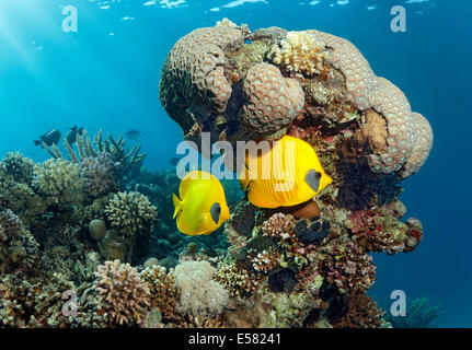 Due Threadfin butterflyfish (Chaetodon sermilavatus), endemica, di fronte a un blocco di corallo, Mar Rosso, Egitto Foto Stock