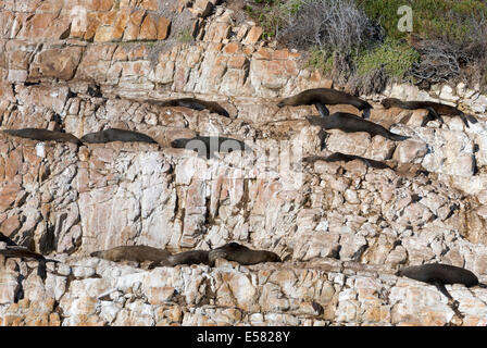 Le guarnizioni di tenuta del porto (Phoca vitulina) sulle rocce, Plettenberg Bay, Garden Route, Distretto di Eden, Western Cape, Sud Africa Foto Stock