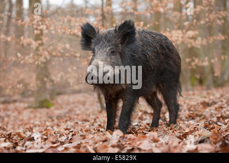 Il cinghiale (Sus scrofa), Wild seminare, captive, Nord Reno-Westfalia, Germania Foto Stock