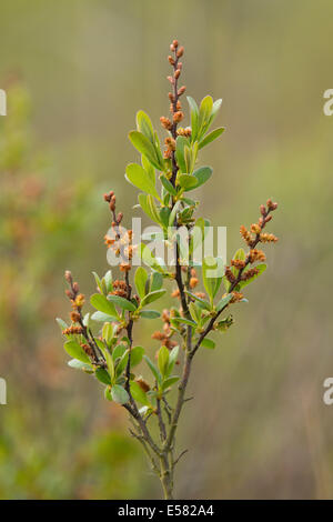 Bog mirto o dolce Gale (Myrica gale), Bassa Sassonia, Germania Foto Stock