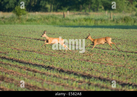 Due i giovani europei il capriolo (Capreolus capreolus) in esecuzione su un campo, scherzosamente, Bassa Sassonia, Germania Foto Stock