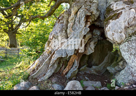 Tronco del Rumskulla Kvill o rovere, la più antica quercia in Svezia, oltre mille anni, Rumskulla, Smaland, Svezia Foto Stock