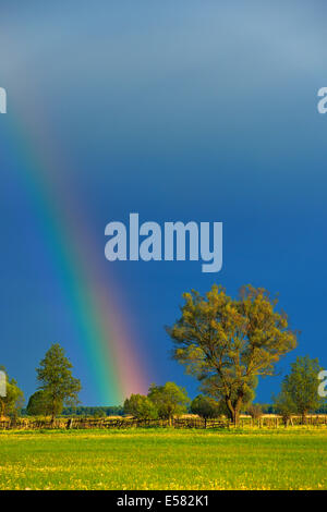 Rainbow su un salice (Salix), Biebrza National Park, Polonia Foto Stock