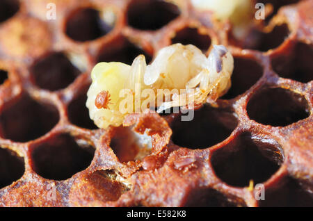 La colonia di api infestate da Varroa Honey Bee (acari della varroa destructor, syn. Jacobsoni), acari su una larva di api (Apis mellifera var Foto Stock