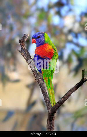 Rainbow Lorikeet (Trichoglossus haematodus), uccello adulto appollaiato su un albero, South Australia, Australia Foto Stock