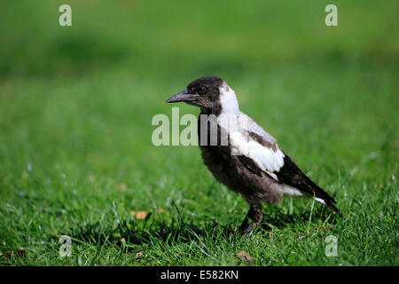 Australian Gazza (Gymnorhina tibicen), giovane uccello, Wilsons Promontory National Park, Victoria, Australia Foto Stock