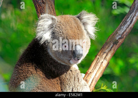 Koala (Phascolarctos cinereus), Adulto su albero, Victoria, Australia Foto Stock