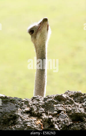 Struzzo africano (Struthio camelus), guardando curioso, captive, Berlino, Germania Foto Stock