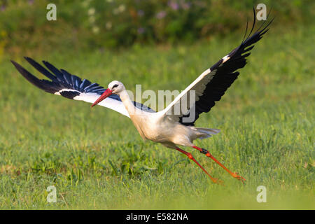 Cicogna bianca (Ciconia ciconia) di decollare da un prato, Nord Hesse, Hesse, Germania Foto Stock