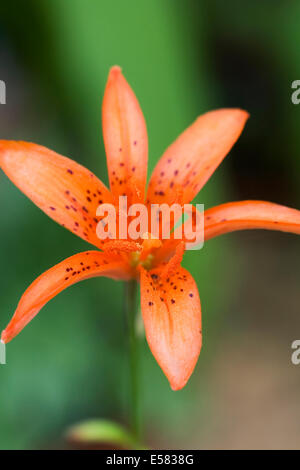 Il Lilium tsingtauense. Twilight fiore di giglio. Foto Stock