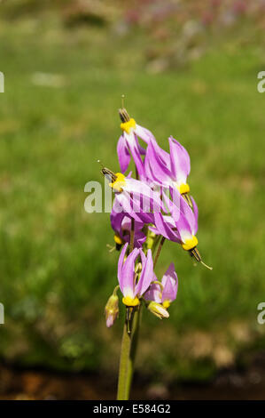 Sierra shooting star fiori selvatici che crescono in montagne della Sierra Nevada Foto Stock
