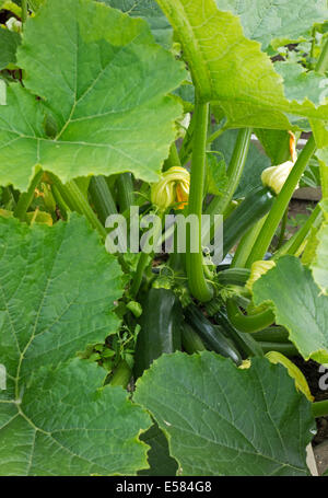 Fioritura di zucchine e crescente nel giardino. Ortaggi freschi sulla pianta. La Cucurbita pepo Foto Stock