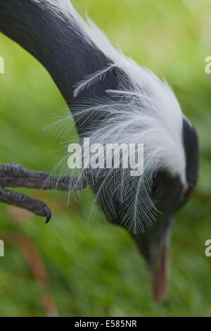 Demoiselle gru (Anthropoides virgo). Uccello adulto, utilizzando artigli sulla punta suggerimenti a zero, pettine, piumaggio sul lato inferiore del suo thr Foto Stock