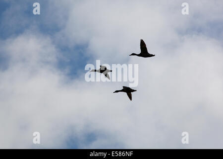 Le anatre domestiche (Anas platyrhynchos). ' Tre volo di uccello'. Mate selezione da parte di leader anatra femmina. Ella è in grado di indicare un p Foto Stock