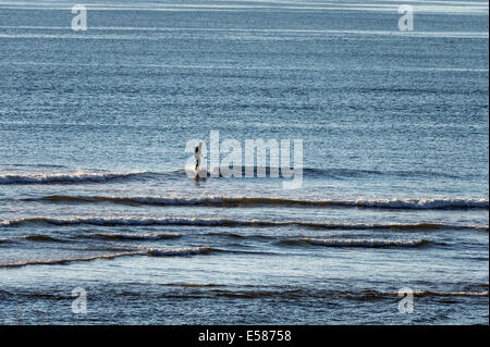 Scheda Paddle surfer testa fuori per la cattura di un'onda, Coast Guard Beach, Cape Cod, Massachusetts, STATI UNITI D'AMERICA Foto Stock