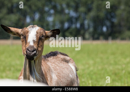 Caprini giocare e mangiare sul prato Foto Stock