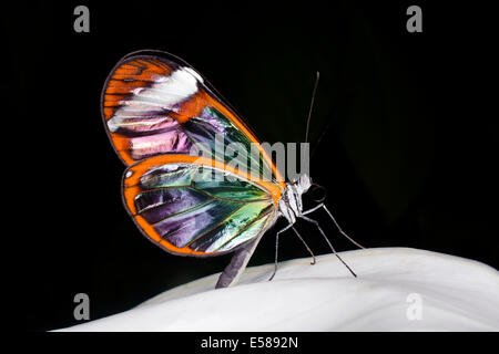 Una farfalla glasswinged appoggiata su una foglia, Greta oto Foto Stock