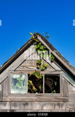 Vetustà shack dettaglio con la viticoltura dall'interno. Foto Stock