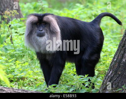 Close-up di un leone-coda Macaque o Wanderoo (Macaca silenus) Foto Stock