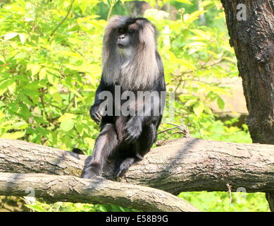 Close-up di un leone-coda Macaque o Wanderoo (Macaca silenus) Foto Stock