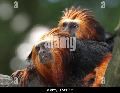 Due golden-headed Lion Tamarin scimmie (Leontopithecus chrysomelas) close-up della testa Foto Stock