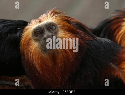 Golden-headed Lion Tamarin monkey (Leontopithecus chrysomelas) close-up della testa Foto Stock