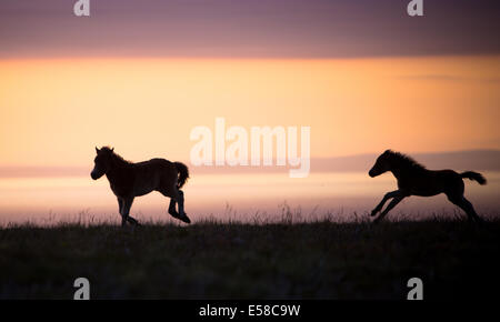 Pony al tramonto di Exmoor vicino Dunkers Beacon Foto Stock