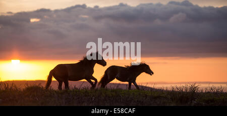 Pony al tramonto di Exmoor vicino Dunkers Beacon Foto Stock