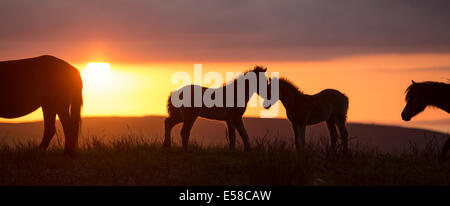 Pony al tramonto di Exmoor vicino Dunkers Beacon Foto Stock