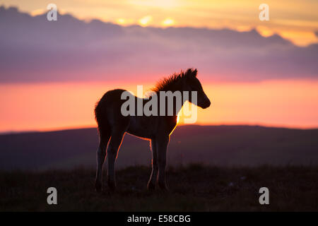 Pony al tramonto di Exmoor vicino Dunkers Beacon Foto Stock