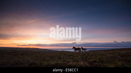 Pony al tramonto di Exmoor vicino Dunkers Beacon Foto Stock