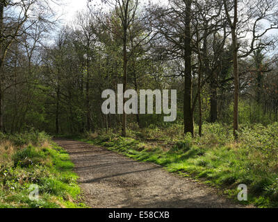 Percorso boschivo in Marlborough, grande Bedwyn, Foresta Savernake, Wiltshire, Regno Unito. Foto Stock
