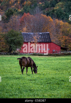 Cavallo al pascolo in campo con il granaio rosso, Vermont, USA Foto Stock