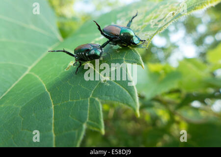 Coleotteri giapponese. Foto Stock