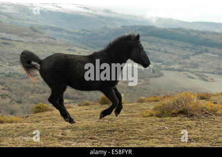 Losino rara in via di estinzione cavallo Spagna natura selvaggia Foto Stock