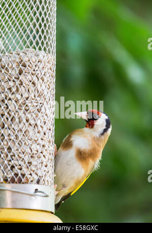 Cardellino europeo (Carduelis carduelis) alimentazione di palissonatura sui cuori di semi di girasole da un uccello alimentatore in un giardino inglese, Surrey, Inghilterra sudorientale, REGNO UNITO Foto Stock