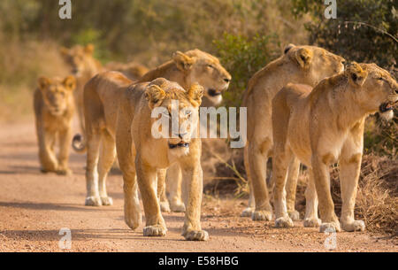 Parco Nazionale di Kruger, SUD AFRICA - Orgoglio dei Leoni a caccia nei pressi di Biyamiti Camp. Panthera leo Foto Stock